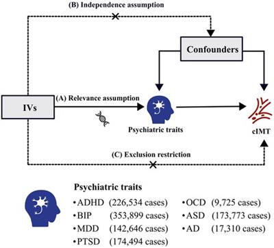 Seven psychiatric traits and the risk of increased carotid intima-media thickness: a Mendelian randomization study